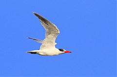 Caspian Tern